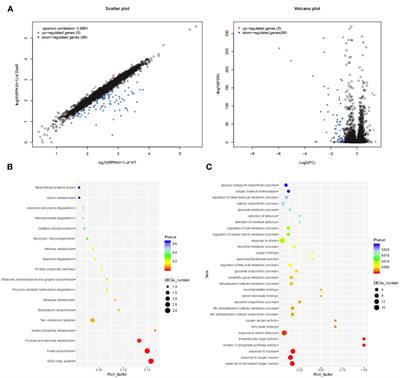 DosR’s multifaceted role on Mycobacterium bovis BCG revealed through multi-omics